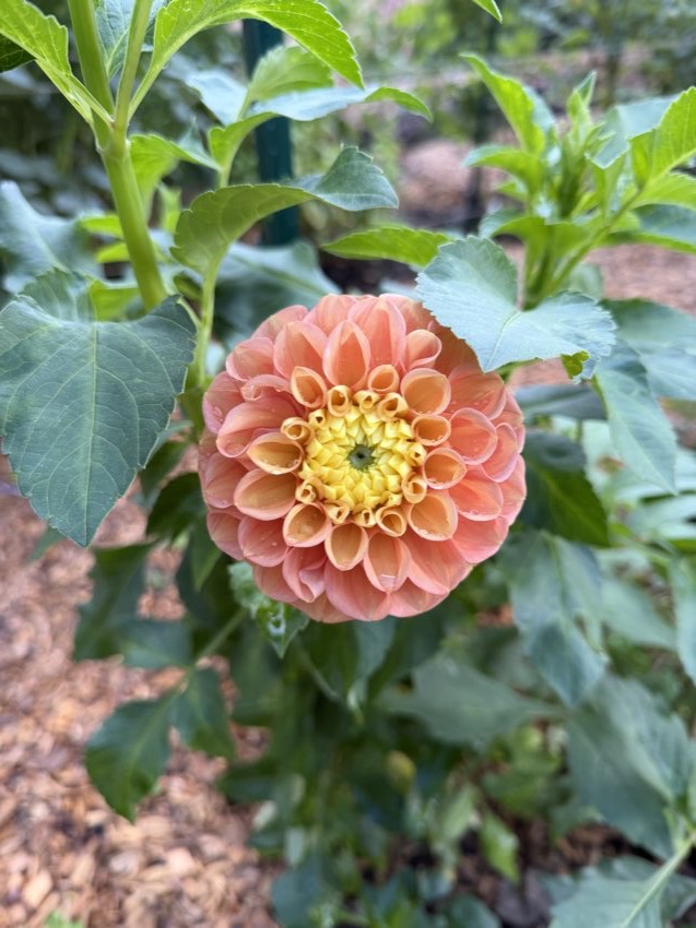 A peach zinnia