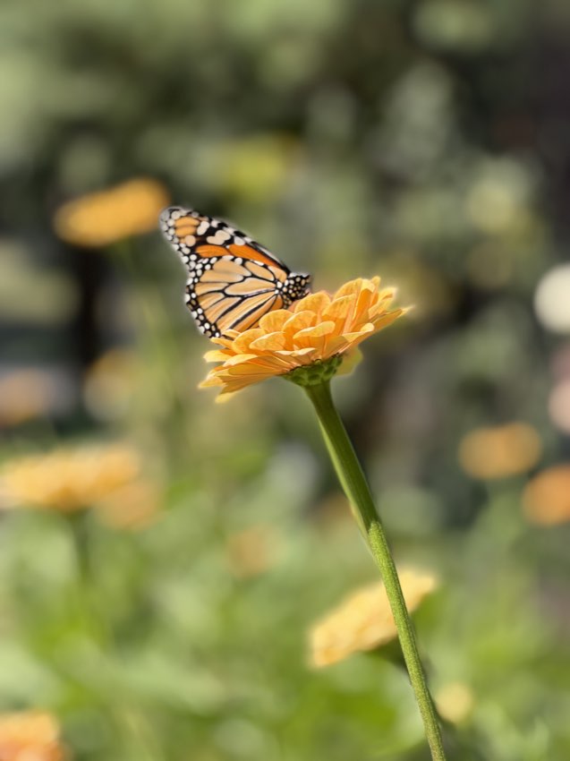A monarch butterfly on a yellow zinnia