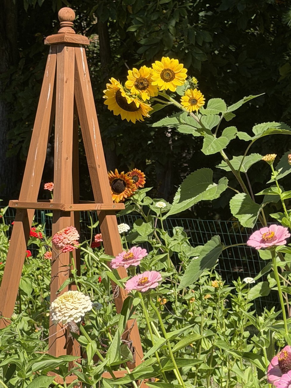 Sunflowers growing up a wooden garden tower