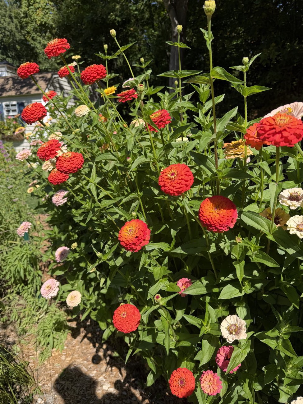 A bed of red and pink zinnias in bloom