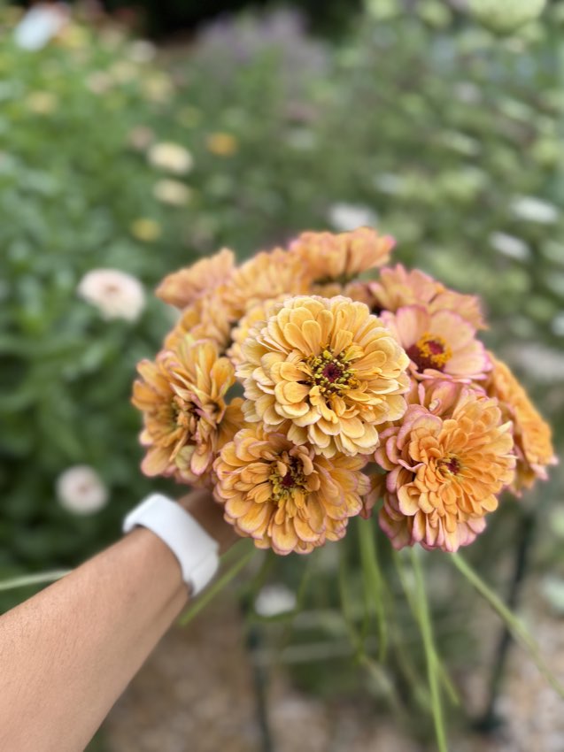 A hand-held bunch of apricot zinnias