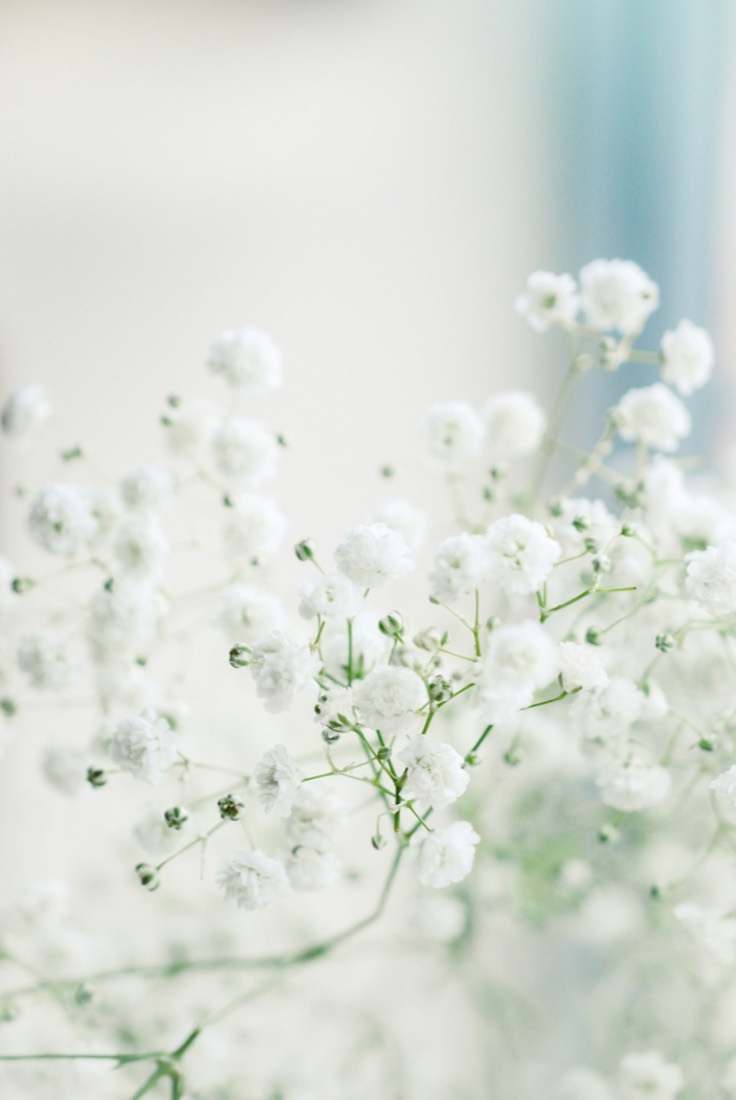 Soft white baby's breath