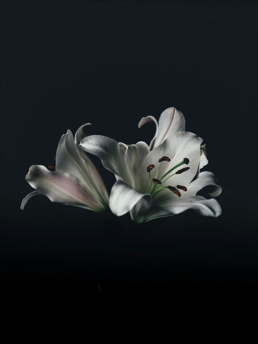 White lilies on a dark background