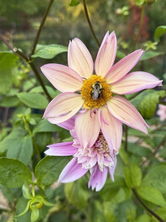 A blush pink and white dahlia