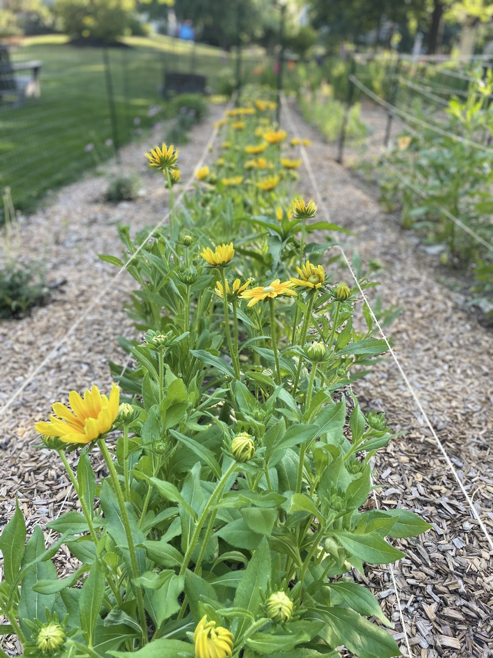 A path lined with black-eyed Susans