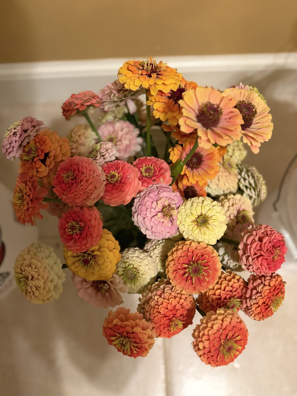 A big bouquet of coral and pink zinnias