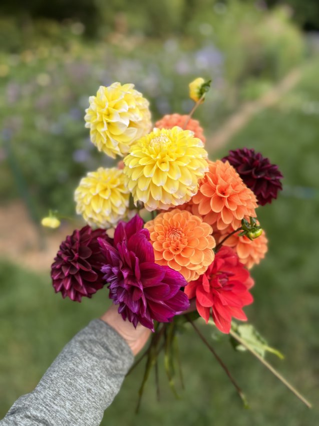 A hand-held bunch of bright zinnias and dahlias