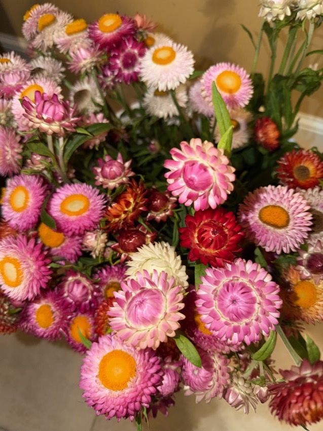 A bouquet of pink, coral and red zinnias